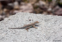 Sonoran Earless Lizard