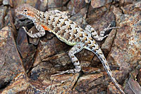 sonoran earless lizard