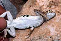 Chinuahuan Lesser Earless Lizard