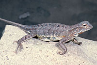 Chinuahuan Lesser Earless Lizard