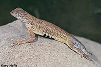 Chinuahuan Lesser Earless Lizard