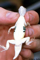 Chinuahuan Lesser Earless Lizard