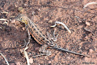 Plateau Earless Lizard