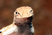 Plateau Earless Lizard