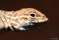 Plateau Earless Lizard