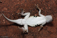 Plateau Earless Lizard