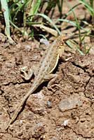 Chinuahuan Lesser Earless Lizard