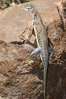 Chinuahuan Lesser Earless Lizard