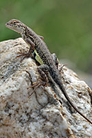 Chinuahuan Lesser Earless Lizard