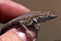 Chinuahuan Lesser Earless Lizard