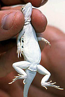 Bleached Earless Lizard