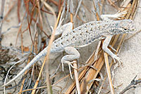 bleached earless lizard