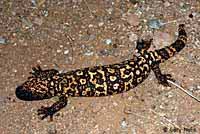 Reticulate Gila Monster