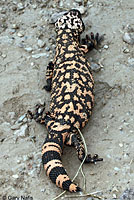 Reticulate Gila Monster