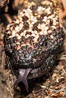 Reticulate Gila Monster