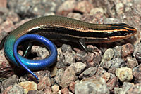 Mountain Skink