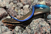 Mountain Skink