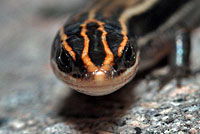 Mountain Skink