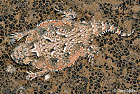 Goode's Desert Horned Lizard