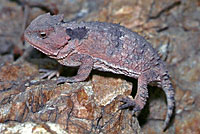 Hernandez's short-horned lizard