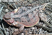 Hernandez's Short-horned Lizard
