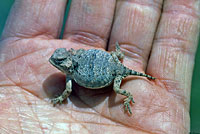 Hernandez's Short-horned Lizard
