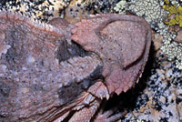 Hernandez's Short-horned Lizard