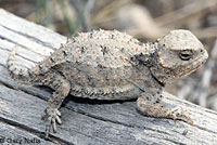 Hernandez's Short-horned Lizard