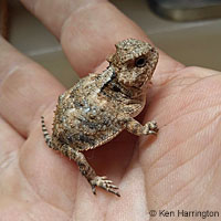 Hernandez's Short-horned Lizard