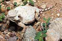 Round-tailed Horned Lizard