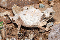 Round-tailed Horned Lizard