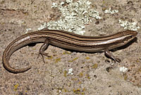 variable skink