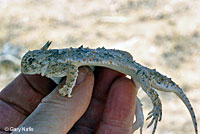 Goode's Desert Horned Lizard
