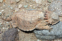 Regal Horned Lizard