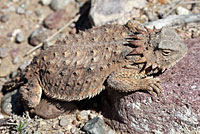 regal horned lizard