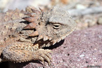 Regal Horned Lizard