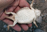 Regal Horned Lizard