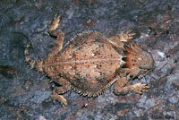 Regal Horned Lizard