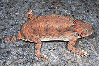 Regal Horned Lizard