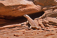 Common Chuckwalla