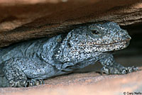 Common Chuckwalla