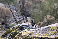 Common Chuckwalla