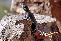 Common Chuckwalla