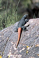Common Chuckwalla