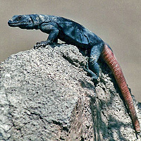 common chuckwalla
