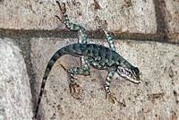 clark's spiny lizard