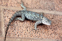 Plateau Spiny Lizard