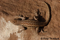 Northern Sagebrush Lizard