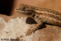 Northern Sagebrush Lizard
