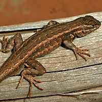 Northern Sagebrush Lizard